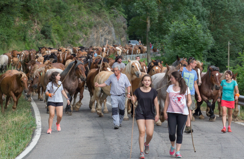 Cavallos