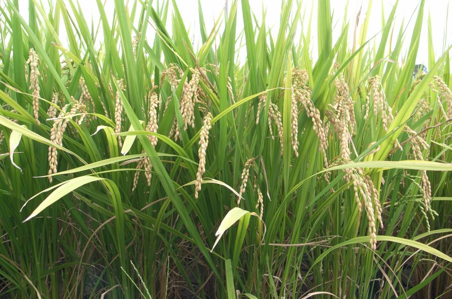 Noticia_UdL_17_03_26